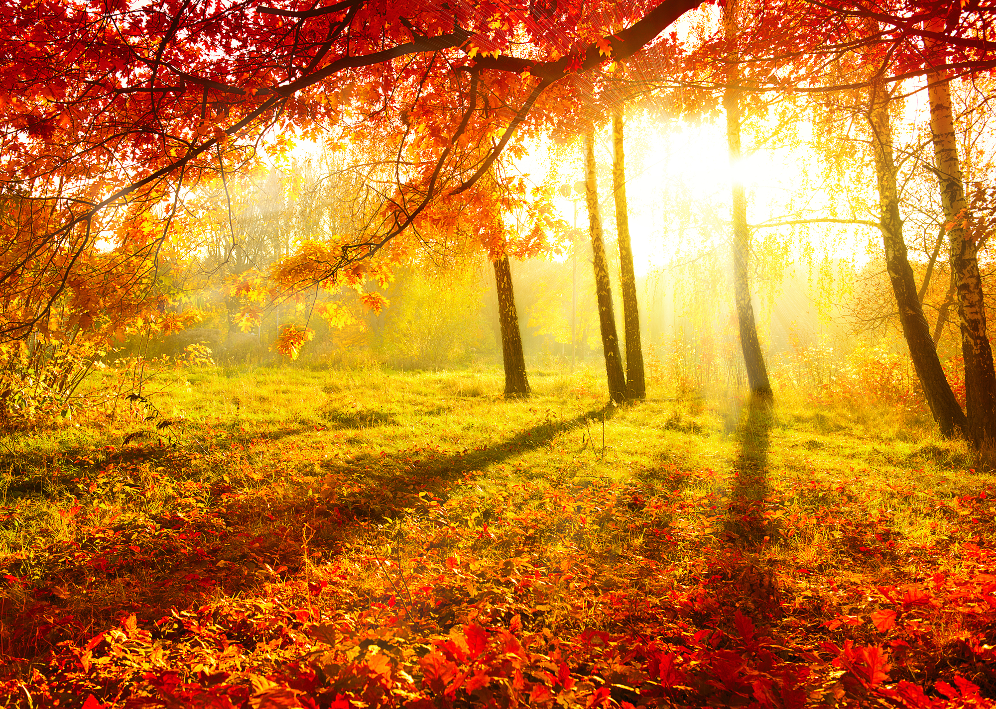 Autumnal Park. Autumn Trees and Leaves. Fall